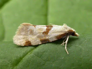 Aethes cnicana