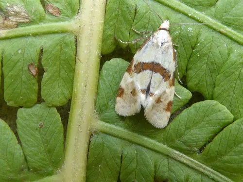 Aethes cnicana - photo 2