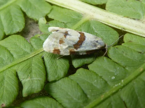Aethes cnicana - photo 3