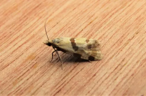 Aethes cnicana - photo 4