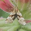Aethes deutschiana - Hodges#3755.3