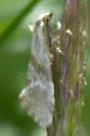 Aethes deutschiana - Hodges#3755.3 - photo 2