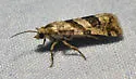 Aethes deutschiana - Hodges#3755.3 - photo 3