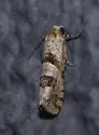 Aethes deutschiana - Hodges#3755.3 - photo 4