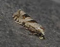 Aethes deutschiana - Hodges#3755.3 - photo 5