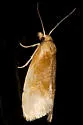 Aethes floccosana - Hodges#3756.1 - photo 2