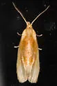 Aethes floccosana - Hodges#3756.1 - photo 3