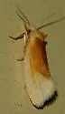 Aethes floccosana - Hodges#3756.1 - photo 5