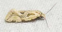 Aethes heleniana - Hodges#3756.2 - photo 2