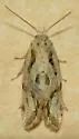 Aethes heleniana - Hodges#3756.2 - photo 3