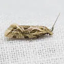 Aethes heleniana - Hodges#3756.2 - photo 4