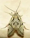 Aethes heleniana - Hodges#3756.2 - photo 5