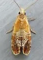 Aethes interruptofasciata - Hodges#3757