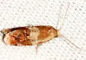 Aethes interruptofasciata - Hodges#3757 - photo 3