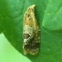 Aethes interruptofasciata - Hodges#3757 - photo 4