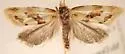 Aethes louisiana - Hodges#3757.2 - photo 2
