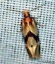 Aethes louisiana - Hodges#3757.2 - photo 3