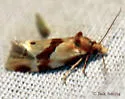 Aethes louisiana - Hodges#3757.2 - photo 4