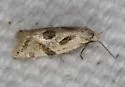 Aethes matheri - Hodges#3757.3 - photo 4