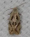 Aethes matheri - Hodges#3757.3 - photo 5