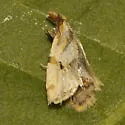 Aethes mymara - Hodges#3758.2 - Aethes mymara