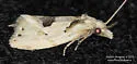 Aethes mymara - Hodges#3758.2 - photo 4