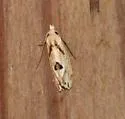 Aethes mymara - Hodges#3758.2 - photo 5