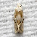 Aethes olibra - Hodges#3760.4 - photo 2