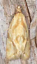 Aethes promptana - Hodges#3759.1