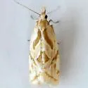Aethes promptana - Hodges#3759.1 - photo 2