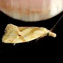 Aethes promptana - Hodges#3759.1 - photo 4