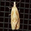 Aethes promptana - Hodges#3759.1 - photo 5