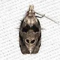 Aethes rana - Hodges#3759.2 - photo 4