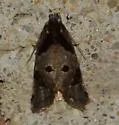 Aethes rana - Hodges#3759.2 - photo 5