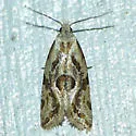 Razowski's Aethes Moth - Hodges#3759.3 - photo 2