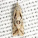 Razowski's Aethes Moth - Hodges#3759.3 - photo 3