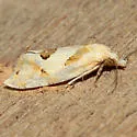 Razowski's Aethes Moth - Hodges#3759.3 - photo 4