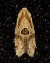 Razowski's Aethes Moth - Hodges#3759.3 - photo 5