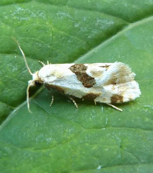 Aethes rubigana
