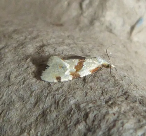 Aethes rubigana - photo 2