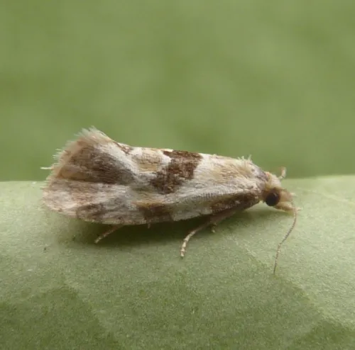 Aethes rubigana - photo 3