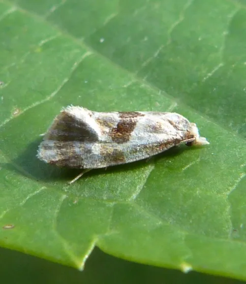 Aethes rubigana - photo 4