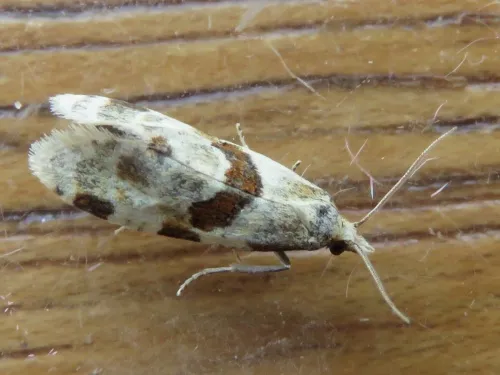 Aethes rubigana - photo 5