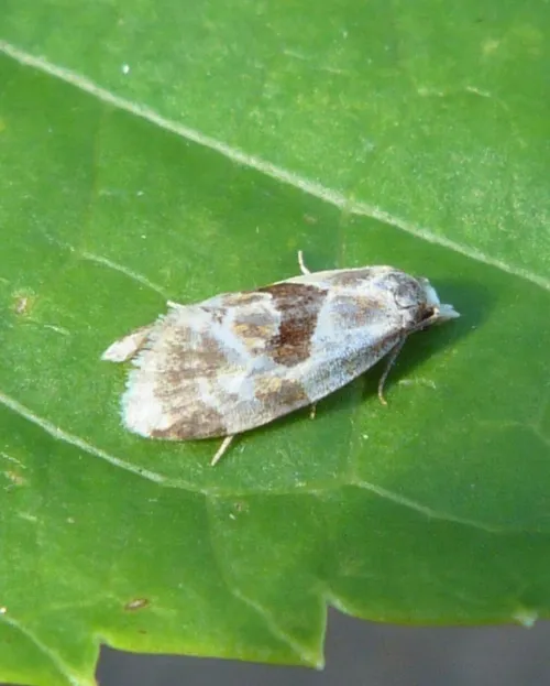 Aethes rubigana - photo 6