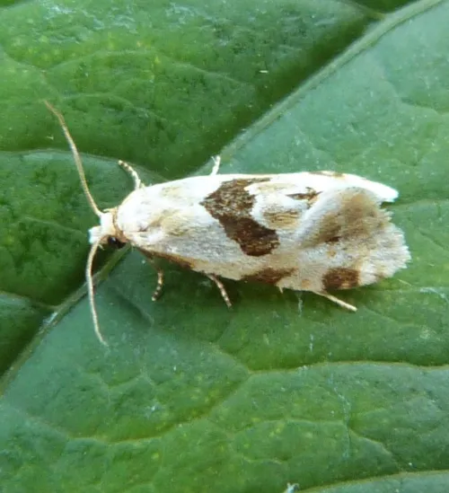 Aethes rubigana - photo 7