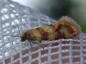 Aethes rutilana - Hodges#3760