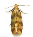 Aethes rutilana - Hodges#3760 - photo 4