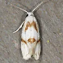 Seriated Aethes Moth - Hodges#3760.1