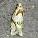 Seriated Aethes Moth - Hodges#3760.1 - photo 2