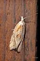 Seriated Aethes Moth - Hodges#3760.1 - photo 3